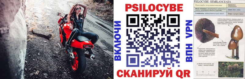 Псилоцибиновые грибы Psilocybe Соль-Илецк